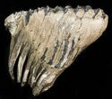 Rare Fossil Palaeoloxodon M Molar - Germany #45361-1